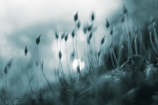 Beech (Fagus) saplings on forest floor in morning light, Mindelheim, Unterallg&auml;u, Bavaria, Germany