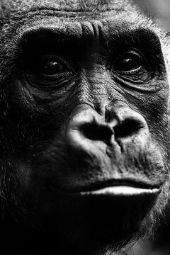 Gorillas (Gorilla) portrait, Munich, Bavaria, Germany