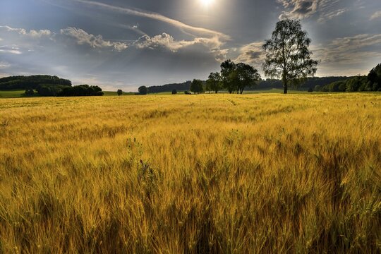 Grain field with thunderstorm sky in morning light, Mindelheim, Unterallg&auml;u, Swabia, Bavaria, Germany