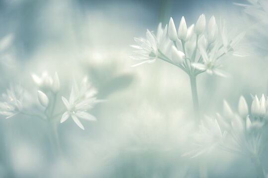 Ramsons (Allium ursinum) against a light background, Mindelheim, Unterallg&auml;u, Swabia, Bavaria, Germany