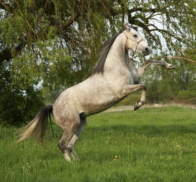 Horse, grey horse climbing, Hesse, Germany