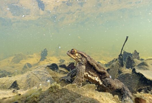Common toad (Bufo bufo), under water, Hesse, Germany
