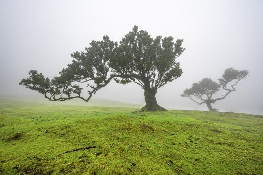 Stinkwood (Ocotea foetens) overgrown with moss and plants in the mist, Old laurel forest, Stink laurel, Laurisilva, UNESCO World Heritage Site, Fanal, Madeira, Portugal
