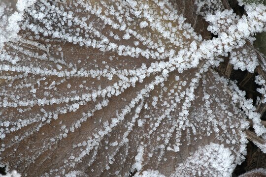 Falling leaves in hoarfrost, Emsland, Lower Saxony, Germany