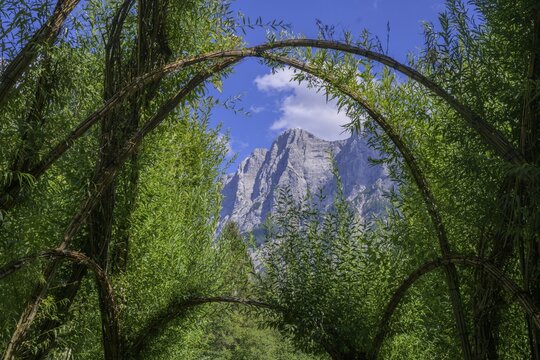 Willow Dome in the background Planspitze, Admont, Styria, Austria