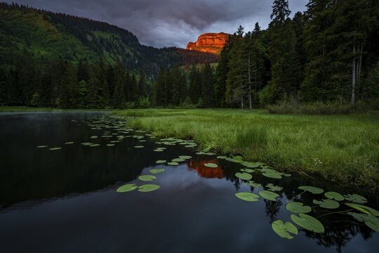 Schwendisee with water lilies (Nymphaea), Wildhaus, Appenzell, Switzerland