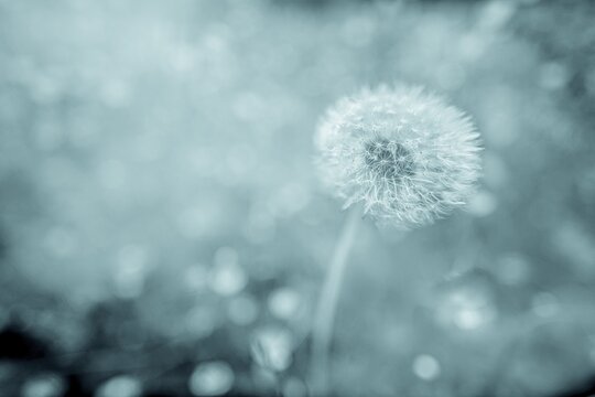 Flowering dandelion (Taraxacum sect. Ruderalia) in summer meadow, Wildhaus, Appenzell, Switzerland