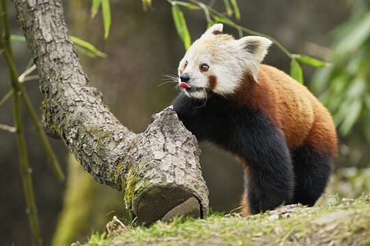 Red panda (Ailurus fulgens), captive, Switzerland