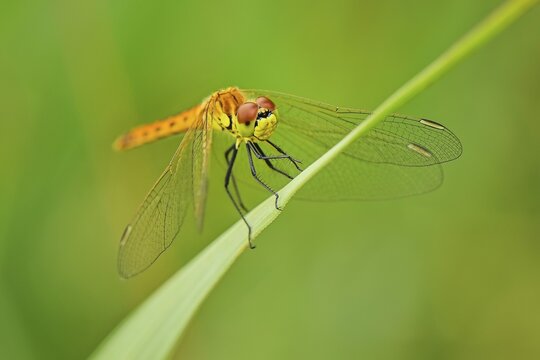 Spotted darter (Sympetrum depressiusculum), female, Switzerland