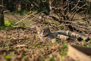 Cat enjoying warm summer sunlight