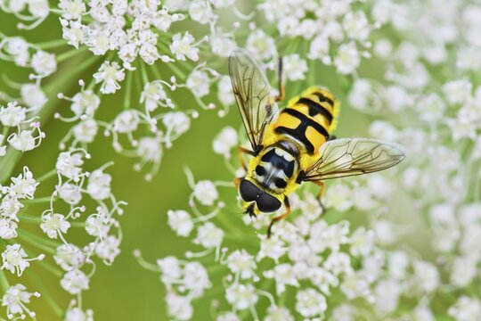 Dangling sunlover (Helophilus pendulus), on flower, Switzerland