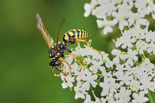 Field wasp (Polistinae), on flower, Switzerland