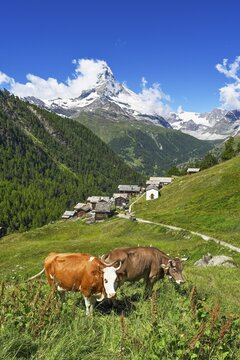 Two cows standing on a mountain meadow in front of the Matterhorn, hamlet of Findeln, Zermatt, Canton Valais, Switzerland