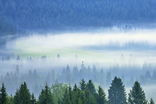 Cloud Forest, Canton Schwyz, Switzerland