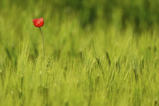 Poppy flowers (Papaver rhoeas), flowering in a wheat field, Canton Zug, Switzerland