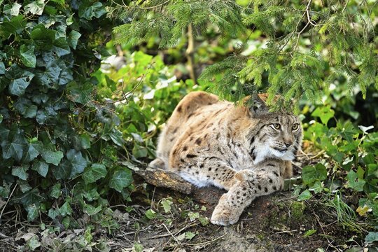 Eurasian lynx or northern lynx (Latin Lynx lynx), sitting in bushes, captive, Switzerland