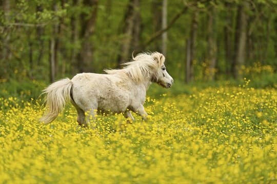 Icelandic horse (Equus islandicus), grey horse galloping on field of flowering buttercup (Ranunculus), captive, Switzerland