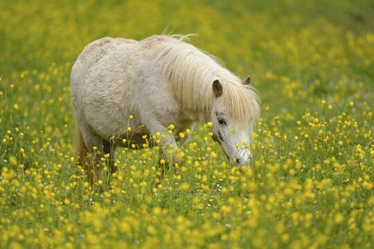 Icelandic horse (Equus islandicus), feeding in a field of flowering buttercup (Ranunculus), captive, Switzerland