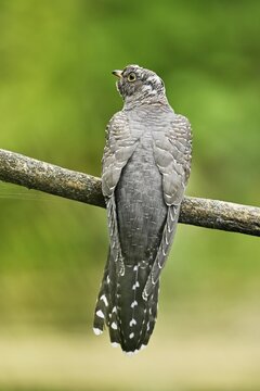 Common cuckoo (Cuculus canorus), young sitting on branch, Fanel, Canton Neuch&acirc;tel, Switzerland