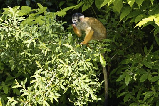 Black-capped squirrel monkey (Saimiri boliviensis), captive, Switzerland