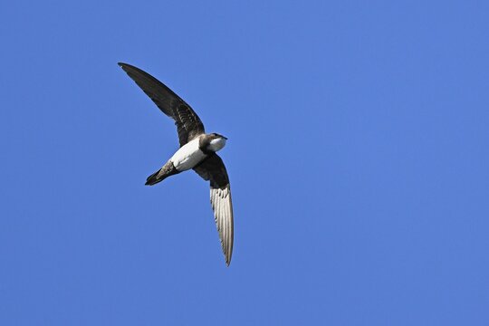 Alpine swift (Apus melba), adult, in flight, Switzerland