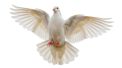 Obraz premium Isolated bird in flight with outstretched wings, representing concepts of peace and freedom