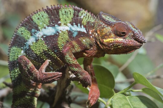 Panther chameleon (Furcifer pardalis), Botanica, Bremen, Germany