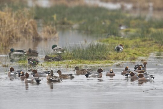 Eurasian wigeons (Anas penelope), Bremen, Germany
