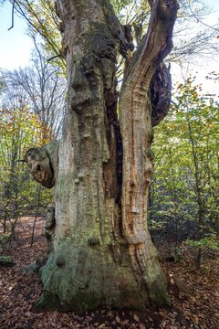 Dead English oak (Quercus robur), cyclops oak, primeval forest Sababurg, Reinhardswald nature park Park, Hesse, Germany