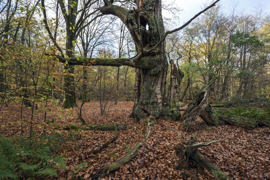 Dead English oak (Quercus robur), fire stump, primeval forest Sababurg, Reinhardswald nature park Park, Hesse, Germany