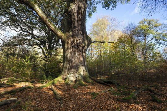 Old English oak (Quercus robur), primeval forest Sababurg, Reinhardswald nature park Park, Hesse, Germany