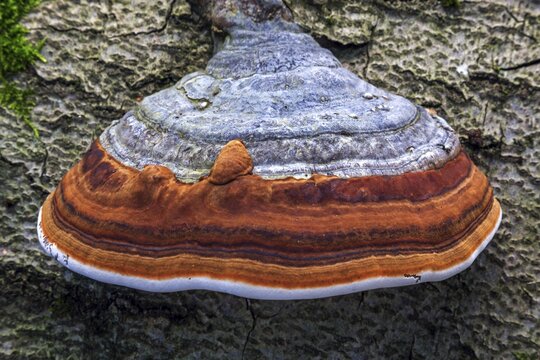 Fungus, true tinder fungus (Fomes fomentarius), growing on dead tree trunk, primeval forest Sababurg, Reinhardswald nature park Park, Hesse, Germany