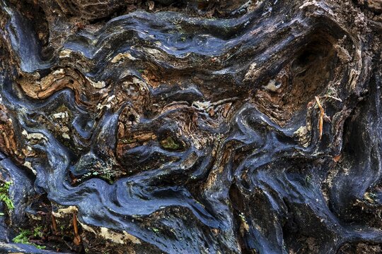 Structures in the wood of a dead tree trunk, Sababurg primeval forest, Reinhardswald nature park Park, Hesse, Germany