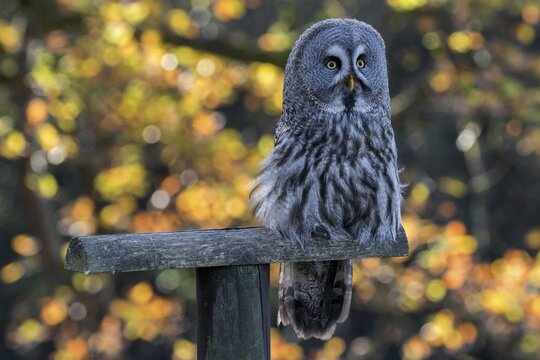 Great Grey Owl (Strix nebulosa nebulosa), captive, Sababurg Zoo, Hesse, Germany