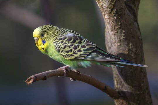 Green-yellow budgie (Melopsittacus undulatus), captive, Sababurg Zoo, Hesse, Germany