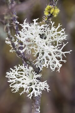 Reindeer lichen (Cladonia rangiferina) on a shrub, Rhineland-Palatinate, Germany