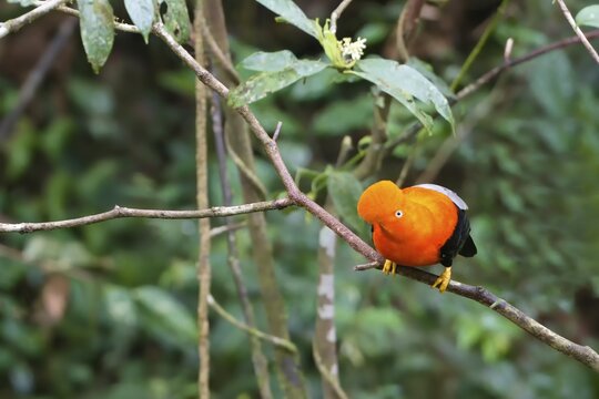 Male Andean cock-of-the-rock (Rupicola peruviana) in the Manu National Park cloud forest, Peruvian national bird, Peru, South America