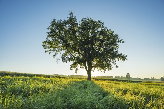 Old English oak (Quercus robur), Swabian Alb, Baden-W&uuml;rttemberg, Germany