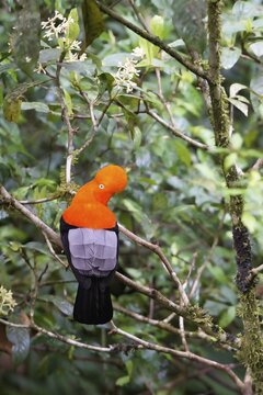 Male Andean cock-of-the-rock (Rupicola peruviana) in the Manu National Park cloud forest, Peruvian national bird, Peru, South America