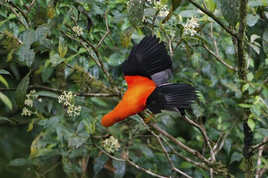 Male Andean cock-of-the-rock (Rupicola peruviana) with open wings, Manu National Park cloud forest, Peruvian national bird, Peru, South America