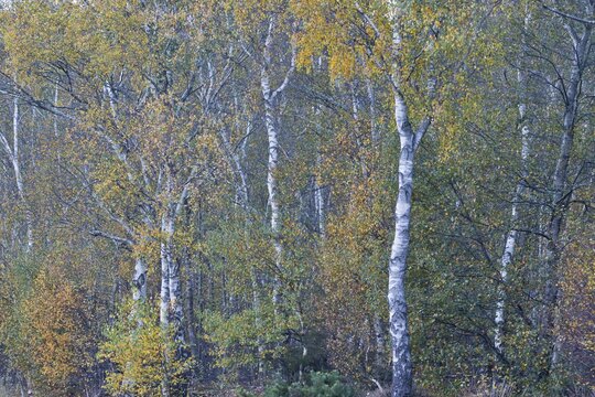 Warty birch (Betula pendula) in autumn foliage, Emsland, Lower Saxony, Germany