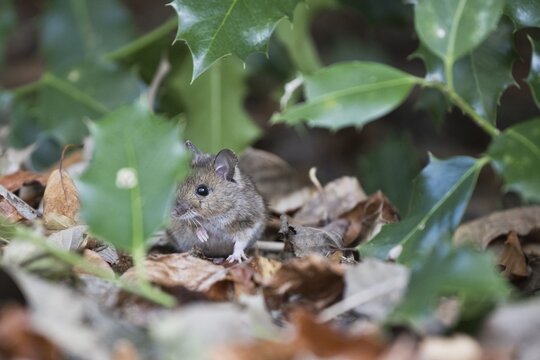 Bank vole (Myodes glareolus), Emsland, Lower Saxony, Germany