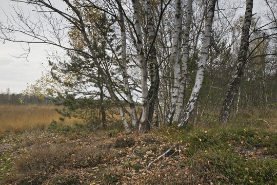 Warty birch (Betula pendula) in a moor, Emsland, Lower Saxony, Germany