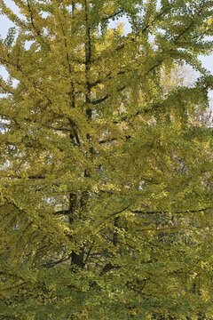 Gingko (Gingko biloba) in autumn foliage, North Rhine-Westphalia, Germany