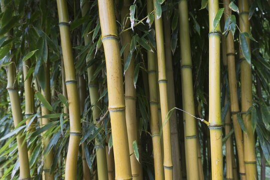 Yellow groove bamboo (Phyllostachys aureosulcata), Hanover, Lower Saxony, Germany