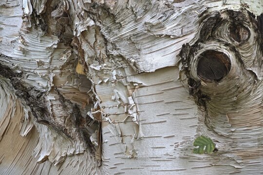 Himalayan birch (Betula utilis jaquemontii), bark, Hanover, Lower Saxony, Germany