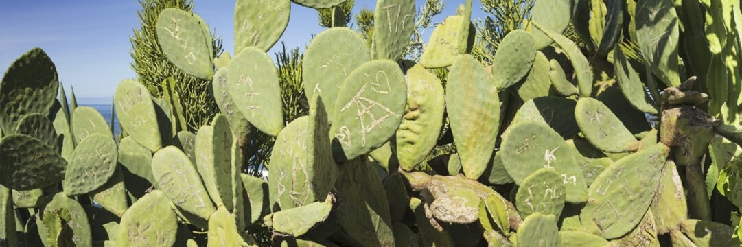 Opuntia, nopale (Opuntia), Tenerife, Canary Islands, Spain