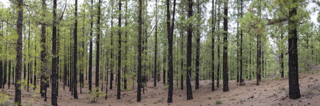 Canary pines after a forest fire, Arena Negras, Tenerife, Canary Islands, Spain