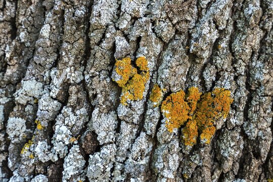 Lichens (Lichen) on tree bark, Provence, France