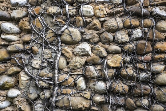 Dead ivy on a wall of pebbles, Provence, France